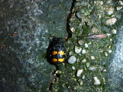 Nicrophorus interruptus