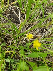Ranunculus rhomboideus