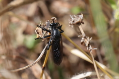Dasypogon