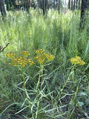 Solidago nitida