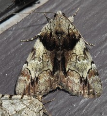Catocala crataegi