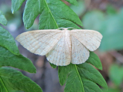 Scopula frigidaria