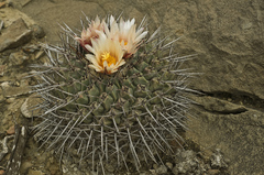 Thelocactus rinconensis rinconensis
