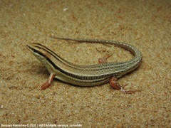 Eutropis bibronii