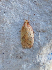 Agonopterix robiniella