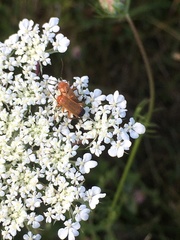 Rhagonycha fulva