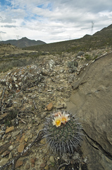 Thelocactus rinconensis rinconensis