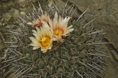 Thelocactus rinconensis rinconensis