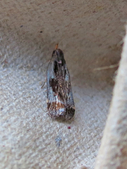 Dichomeris ochripalpella