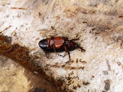Rhynchophorus phoenicis