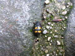 Nicrophorus interruptus