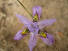 Moraea macrocarpa