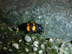 Nicrophorus interruptus