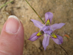 Moraea macrocarpa