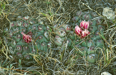 Thelocactus rinconensis rinconensis
