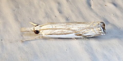 Crambus agitatellus