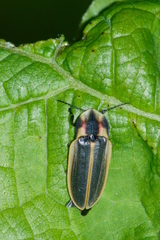 Pyractomena angulata