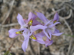 Moraea macrocarpa