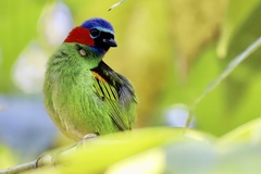Tangara cyanocephala