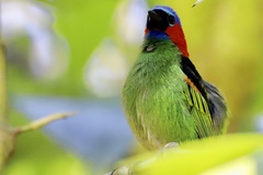 Tangara cyanocephala
