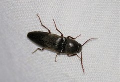 Diplostethus texanus