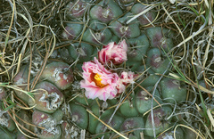 Thelocactus rinconensis rinconensis