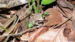 Pristimantis ramagii