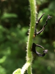 Cladonota apicalis image