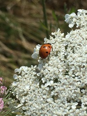 Coccinella septempunctata