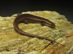 Eutropis tammanna
