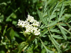 Ligusticum