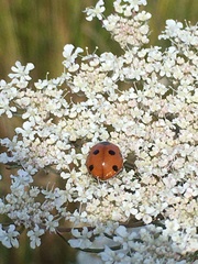 Coccinella septempunctata