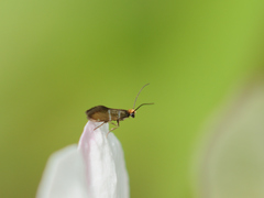 Micropterix aruncella