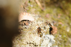 Nomada marshamella