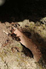 Nomada marshamella