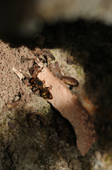 Nomada marshamella