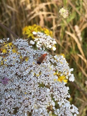 Rhagonycha fulva