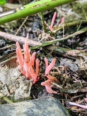 Clavaria rosea
