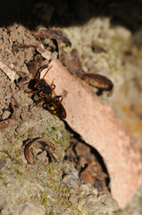 Nomada marshamella