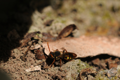 Nomada marshamella