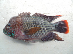Andinoacara rivulatus