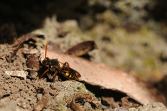 Nomada marshamella