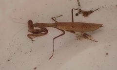 Callimantis antillarum