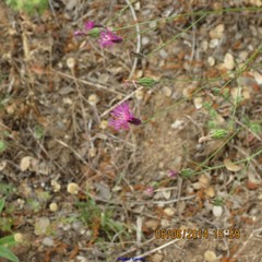 Crupina crupinastrum
