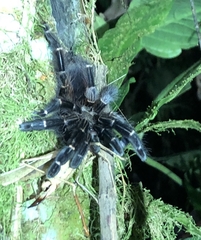 Psalmopoeus