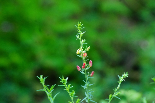Krameria revoluta (Krameria revoluta)