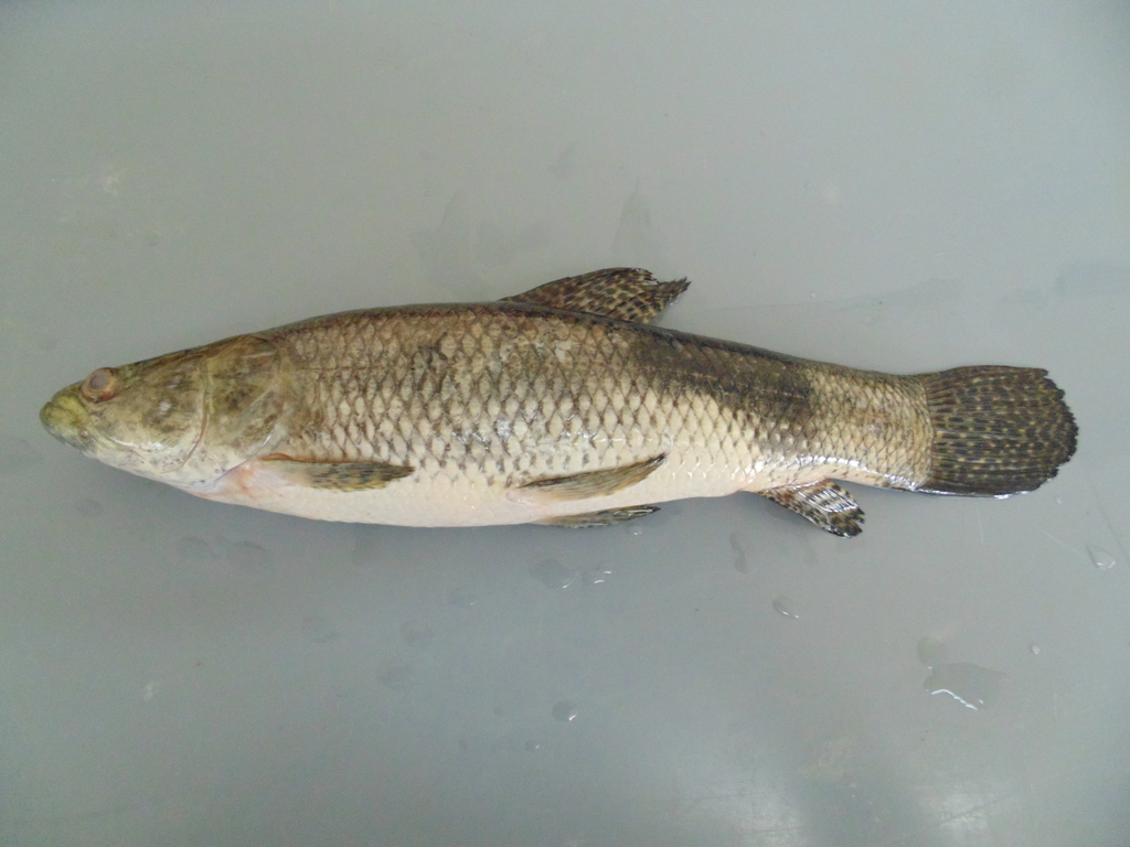 Tiger Fish