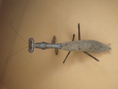 Callimantis antillarum