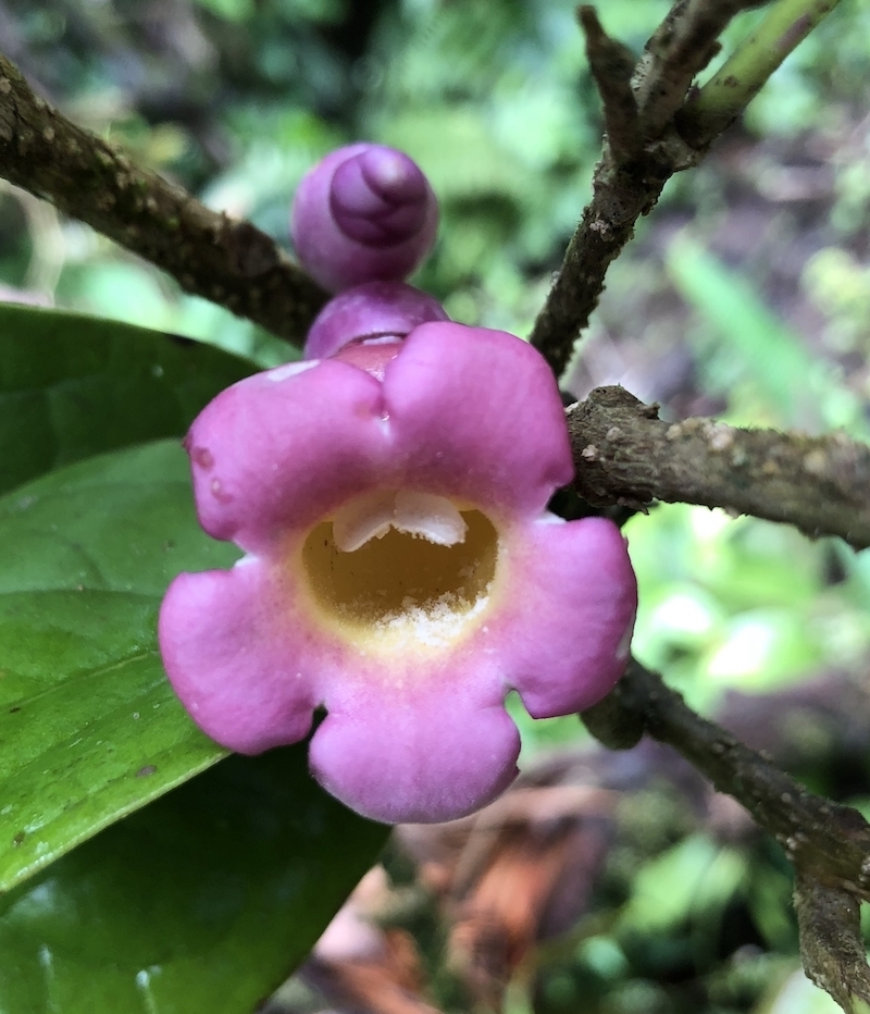 Schlegelia nicaraguensis