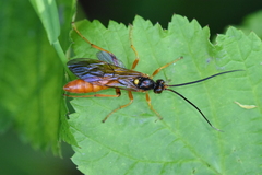 Callajoppa cirrogaster